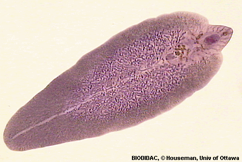 platyhelminthes trematoda fasciola hepatica