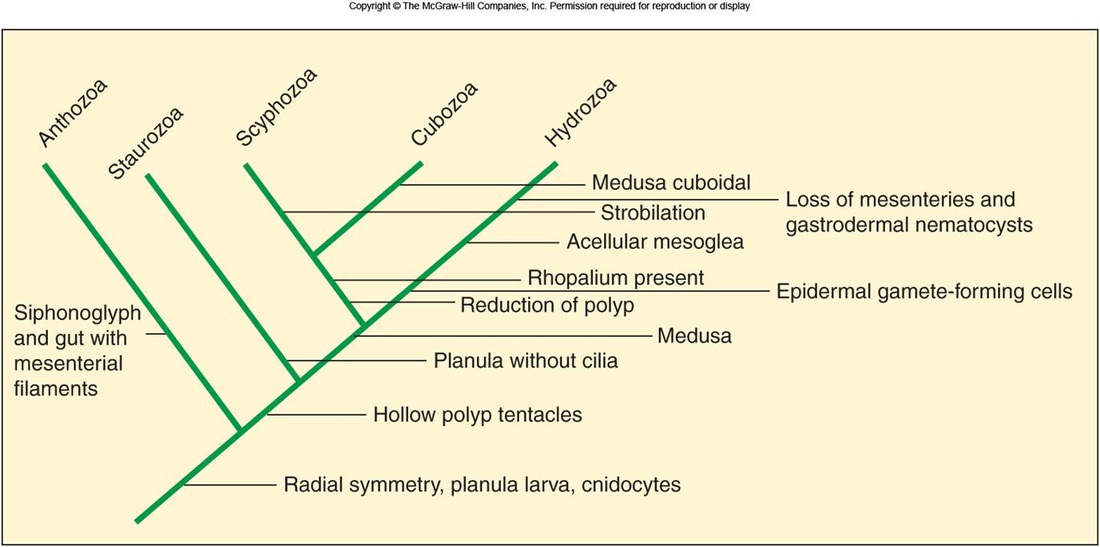 Taxonomy Swaggology
